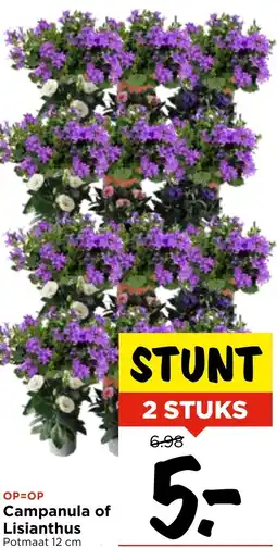 Vomar Voordeelmarkt Campanula of Lisianthus aanbieding