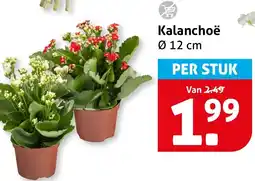 Hoogvliet Kalanchoë aanbieding