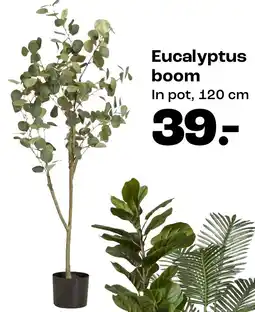 Kwantum Eucalyptus boom aanbieding