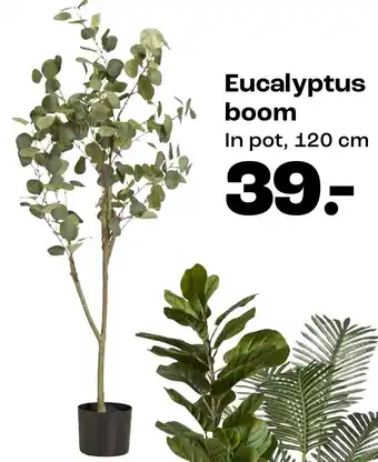 Kwantum Eucalyptus boom aanbieding