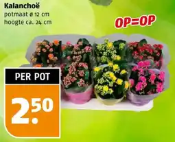 Poiesz Kalanchoë aanbieding