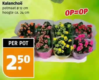 Poiesz Kalanchoë aanbieding