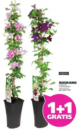 Ranzijn BOSRANK CLEMATIS XTRAFLOWERS aanbieding