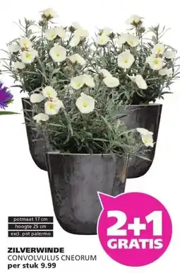 Ranzijn ZILVERWINDE CONVOLVULUS CNEORUM aanbieding