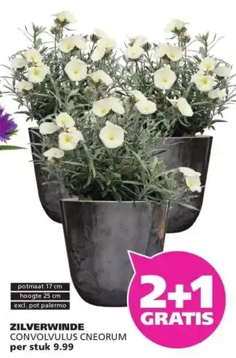 Ranzijn ZILVERWINDE CONVOLVULUS CNEORUM aanbieding