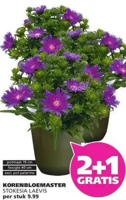 Ranzijn KORENBLOEMASTER STOKESIA LAEVIS aanbieding