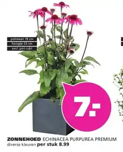 Ranzijn ZONNEHOED ECHINACEA PURPUREA PREMIUM aanbieding