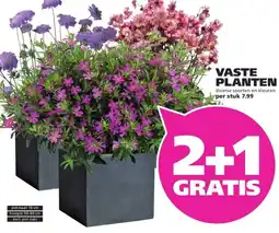 Ranzijn VASTE PLANTEN aanbieding