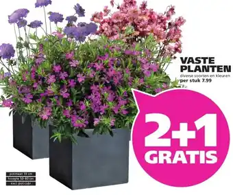 Ranzijn VASTE PLANTEN aanbieding