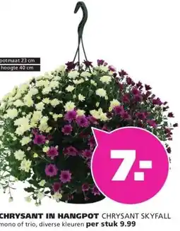 Ranzijn CHRYSANT IN HANGPOT CHRYSANT SKYFALL aanbieding