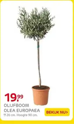 Praxis OLIJFBOOM OLEA EUROPAEA aanbieding