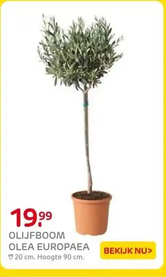 Praxis OLIJFBOOM OLEA EUROPAEA aanbieding