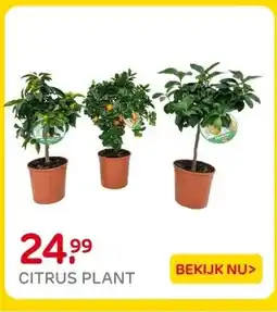 Praxis CITRUS PLANT aanbieding