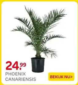 Praxis PHOENIX CANARIENSIS aanbieding