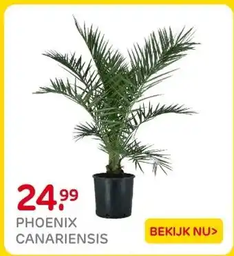 Praxis PHOENIX CANARIENSIS aanbieding