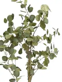 Kwantum Eucalyptus 5 boom aanbieding