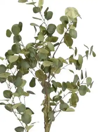 Kwantum Eucalyptus 5 boom aanbieding