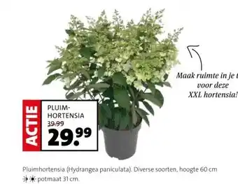 Intratuin PLUIM- HORTENSIA aanbieding