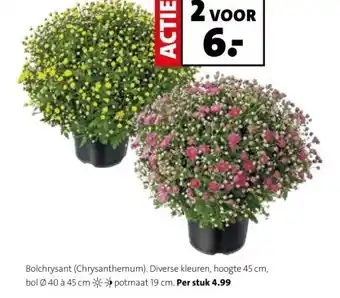 Intratuin Bolchrysant (Chrysanthemum). Diverse kleuren, hoogte 45 cm, bol Ø40 à 45 cm potmaat 19 cm. aanbieding