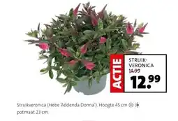 Intratuin STRUIK- VERONICA aanbieding