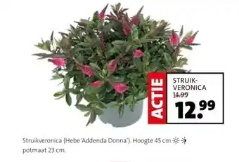 Intratuin STRUIK- VERONICA aanbieding