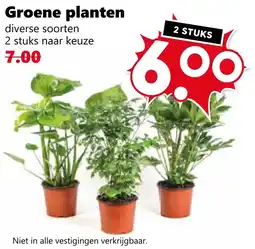 CoopCompact Groene planten aanbieding