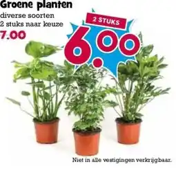 Boon`s Markt Groene planten aanbieding