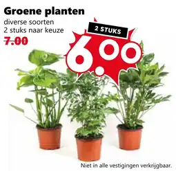 Coop Groene planten aanbieding