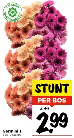 GAMMA Germini's Bos 10 stelen aanbieding