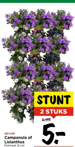 GAMMA Campanula of Lisianthus aanbieding