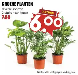 De Boerenschuur Groene planten aanbieding