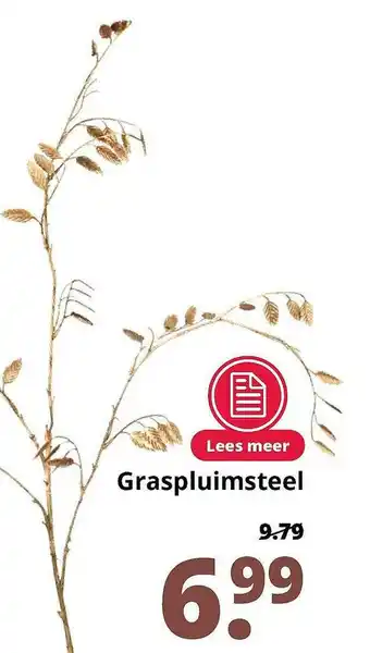 GroenRijk Graspluimsteel aanbieding