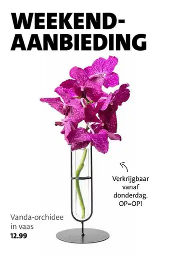 Intratuin Vanda-Orchidee In Vaas aanbieding