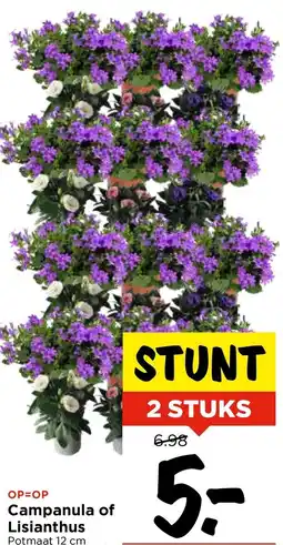 Vomar Voordeelmarkt Campanula of Lisianthus aanbieding