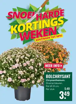 GroenRijk Bolchrysant Chrysanthemum aanbieding