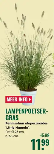 GroenRijk Lampenpoetsergras aanbieding