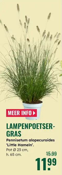 GroenRijk Lampenpoetsergras aanbieding