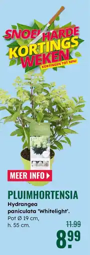 GroenRijk Pluimhortensia aanbieding