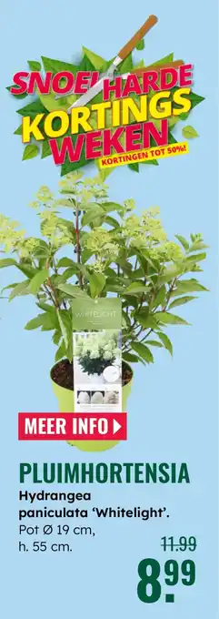 GroenRijk Pluimhortensia aanbieding