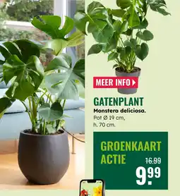 GroenRijk Gatenplant aanbieding