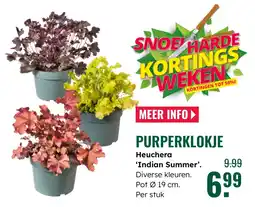 GroenRijk Purperklokje aanbieding