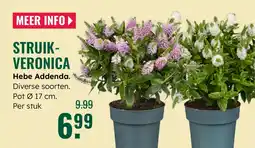 GroenRijk Struikveronica aanbieding