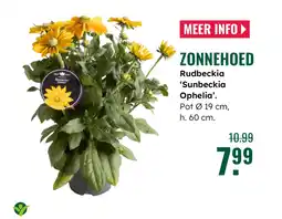 GroenRijk Zonnehoed aanbieding