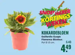 GroenRijk Kokardebloem aanbieding