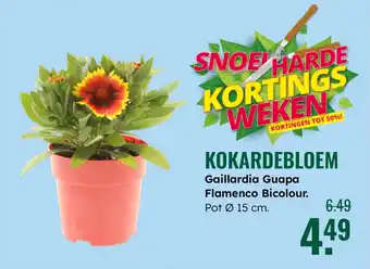 GroenRijk Kokardebloem aanbieding