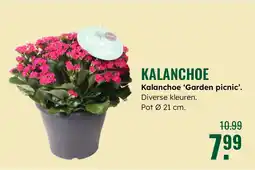 GroenRijk Kalanchoe aanbieding