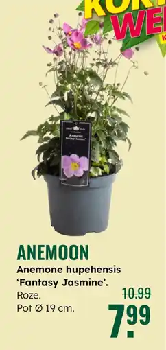 GroenRijk Anemoon aanbieding