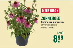 GroenRijk Zonnehoed aanbieding