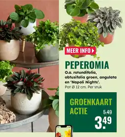 GroenRijk Peperomia aanbieding