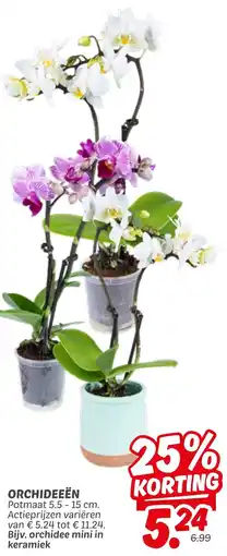 Dekamarkt Orchideeën aanbieding